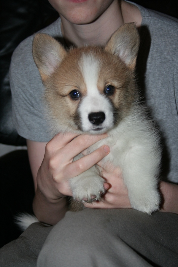 Puppies